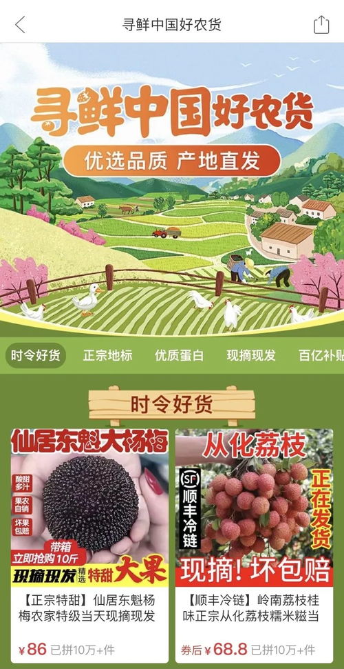 楊梅60元一顆出口迪拜背后 農業技術創新的力量