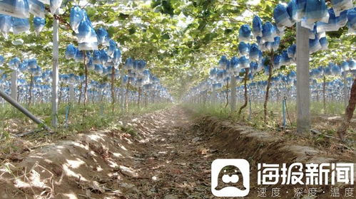 獨(dú)立調(diào)查 陽光玫瑰價(jià)格滑坡背后的技術(shù)革新與市場挑戰(zhàn)